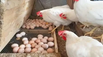 تغير مفاجئ.. تحديث سعر الفراخ البيضاء في البورصة والأسواق اليوم السبت 1